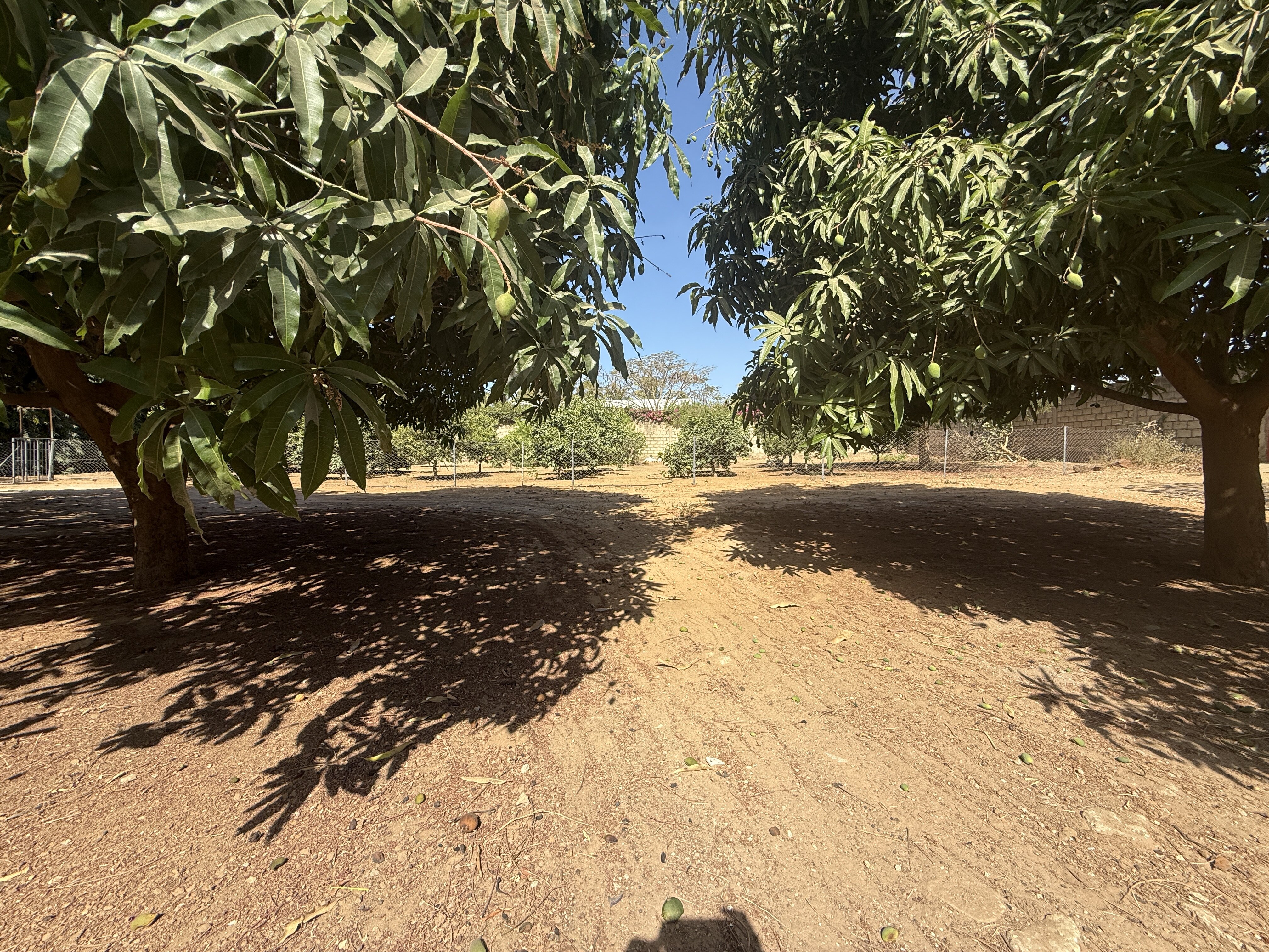 TERRAIN À VENDRE À NGAPAROU